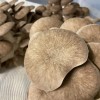 Mushroom Kit  -  Black Pearl Oyster (Pleurotus Ostreatus)  - FREE Shipping 